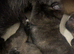 GsdXCane Corso puppies