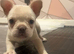 French Bulldog Puppy