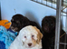 Stunning f1 cockapoo puppys