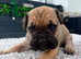 Cane corso pups