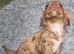 Dachshund x puppies