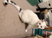 Active healthy white tom cat needs a family!