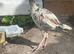 Aseel chicken