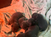 Blue staff puppy's
