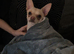 Stunning chihuahua for stud