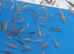 Koi carp 1 to 2" &pound;1.50