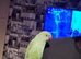 Indian ringneck 2 years old