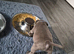 Staffordshire bull terrier pups