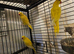 Lutino ringneck