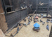 Racing pigeons