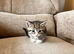 Part Bengal X