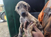 Beautiful Lurcher pups