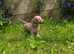 Long haired dachshunds puppies