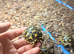 Baby Indian star tortoises
