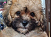 2 female zuchon puppys