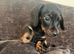 Exceptional Dachshund Puppies