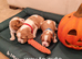 , adorable, health tested k.C registered Cavaliers