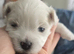Maltese