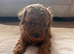 Toy poodle 1 boy 1 girl available only