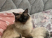 Beautiful Pure Ragdoll Kittens &ndash; Healthy, Loving & Ready for Their Forever Homes