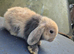 Holland lops ready to go now, 8 week old