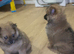 Pomeranian puppy’s