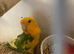 Fisher Love birds