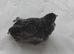 8 young Chinese painted quail