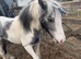 10 month old colt cob stunning