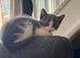 2 kittens for sale