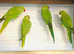 Beautiful young Indian ringneck parrots for sale.