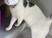 Gorgeous female cat - ready for loving home
