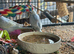 BEAUTIFUL BABY BUDGIES FOR SALE