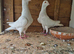 Pigeons