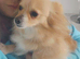 Pomeranian puppies