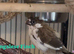 Baby Bengalese Finch