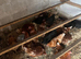 Pol lowman hens