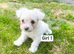 Gorgeous Maltese Toy puppies