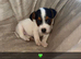 Beautiful jack Russell pups - ready Friday
