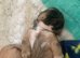 Beautiful litter of pure Shih Tzu pups