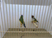 Pair of Gouldian Finches For Sale