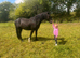 15.1 gelding
