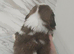 3 Shih Tzu puppies