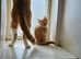 Kittens are looking for forever homes