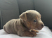 Beautiful Jack russel puppies