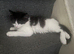 5 month old****Rehome Cat/Kitten