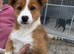 Beautiful collie x puppy