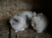 Lionhead Bunnies