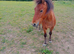DHP gelded back in February. 5 year 0ld. Is very nervous. I don't have time for him. Lovely boy. Needs lots of attention and time spent on him. If you