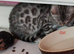 Silver Rossetted Bengal Kittens